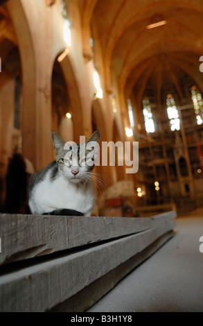 Katze in einer Kirche in Ausbesserung in Camaguey Provinz Camagüey, Kuba April 2007 Stockfoto