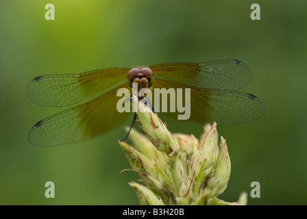 Gemeinsamen Darter Libelle thront auf Prärie Anlage. Stockfoto