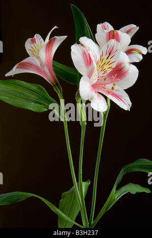 Drei Inka Lilie Blumen (Alstroemeria Sorte) im Hochformat - dunklen Hintergrund und Seite beleuchtet Stockfoto