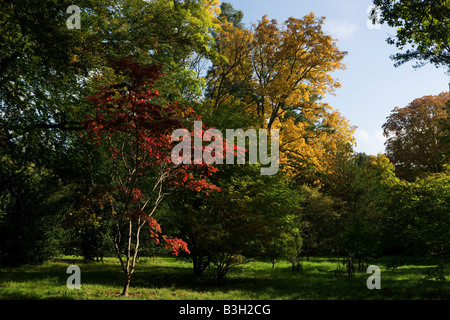 Herbst Farben, Westonbirt Arboretum, Gloucestershire, England, Vereinigtes Königreich Stockfoto