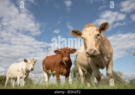 Rinder auf Gemeindeland in Fens in East Anglia Stockfoto