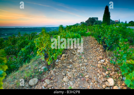 Sonnenaufgang über den Weinbergen von Châteauneuf-du-Pape in Frankreich. Die Burg von Châteauneuf-du-Pape ist im Hintergrund Stockfoto