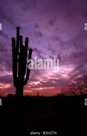 Saguaro-Kaktus in der Wüste von Arizona Stockfoto