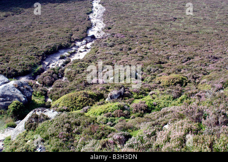 Hausziege, unter der rauen Heide Heide Simonside, Northumberland National Park, UK Stockfoto