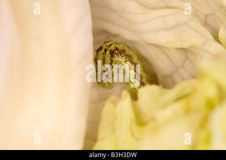 Bollworm Larve gefunden in einem Salat von ein britische Supermarktkette gekauft. Stockfoto