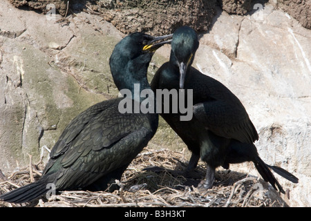 Ein paar Schachteln Shags, Farne Islands, Northumberland Stockfoto