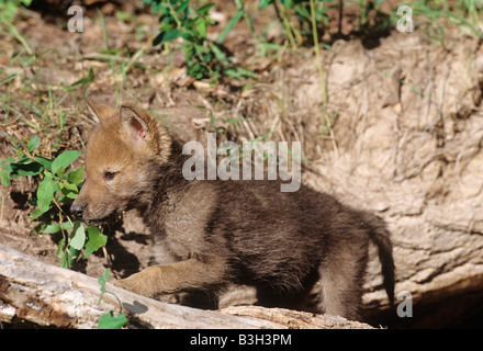 Junger wolf Canis Lupus cub Stockfoto