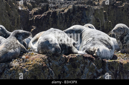 Atlantische graue Seehunde sonnen sich auf den Farne Islands, Northumberland Stockfoto