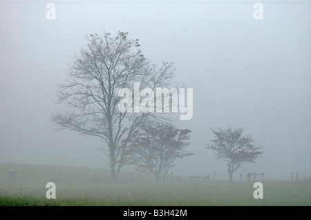 Nebel gehüllt, Bäume und Zaun neben Landstraße in Cades Cove Great Smoky Mountains Nationalpark Tennessee Stockfoto