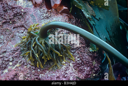 Holdfast ein Braunalgen Kelp oder Oarweed Laminaria Digitata verankert es Felsen bedeckt mit rosa coralline Algen Stockfoto