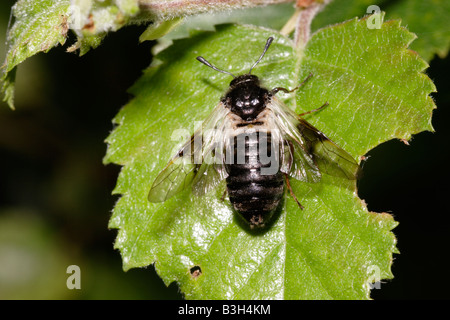 Birken Sie-Blattwespen Cimbex Femoratus Cimbicidae auf Birke UK Stockfoto