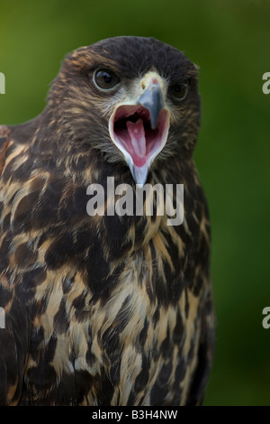 Harris Hawk (Parabuteo Unicinctus) unreif - Portrait - Calling - Captive - USA Stockfoto