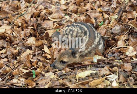 Rehe Capreolus Capreolus Kind getarnt Blätter ein paar Stunden nach der Geburt Stockfoto