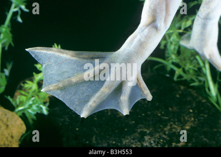 Hind Glied des südafrikanischen Krallenfrosch Xenopus Laevis Frosch Stockfoto