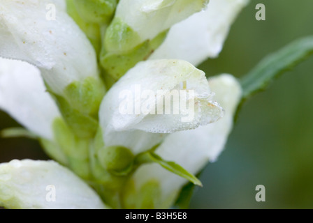 Nektar Glabra; weiße Turtlehead, Balmony, Bitteres Kraut, Codhead, Fischmaul, Shellflower, Snakehead, Schlange Mund, Turtlebloom Stockfoto