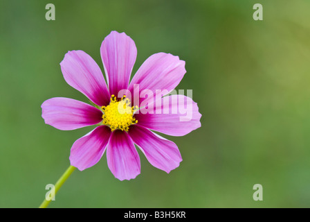 Kosmos Blüte Cosmos bipinnatus Stockfoto