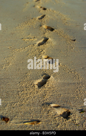 Fußspuren im Sand auf den Seychellen Stockfoto
