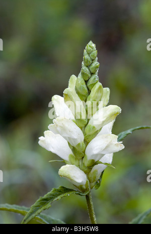 Nektar Glabra; weiße Turtlehead, Balmony, Bitteres Kraut, Codhead, Fischmaul, Shellflower, Snakehead, Schlange Mund, Turtlebloom Stockfoto