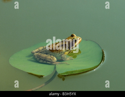 Frosch Rana Temporaria ruht auf Seerosenblatt im Gartenteich Stockfoto