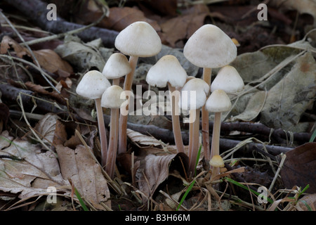 Gruppierten Toughshank - Collybia confluens Stockfoto