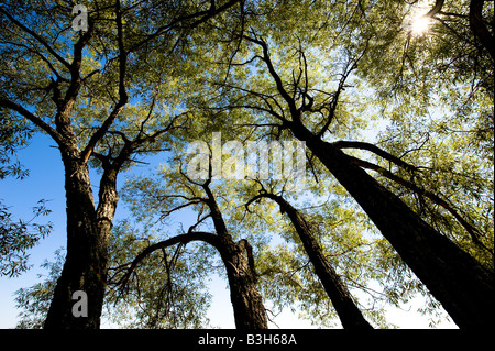 Vier große Laubbäume erreichen eine helle blaue Sommer-Himmel. Stockfoto