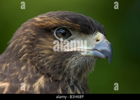 Harris Hawk (Parabuteo Unicinctus) unreif - Portrait - Captive - USA Stockfoto