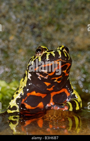 Orientalisches Feuer bellied Toad Geburtshelferkröte Orientalis mit Warnfarben auf Bauch Stockfoto