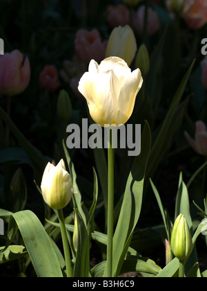 Creme weiße Tulpen Stockfoto