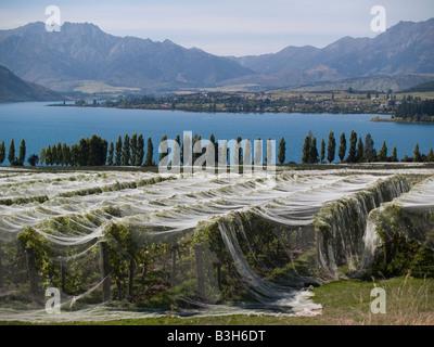 Pinot Noir Reben bei Rippon Estate Vineyard, Wanaka, Central Otago, Neuseeland Stockfoto