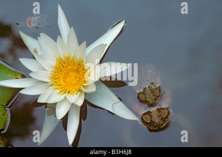 Bufo Marinus riesige Marine oder Zuckerrohr Kröten Paarung und Seerose Stockfoto