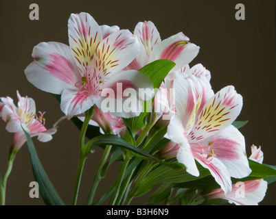 Inka Lilie Blumen (Alstroemeria Sorte) im Querformat - dunklen Hintergrund und Seite beleuchtet. Stockfoto