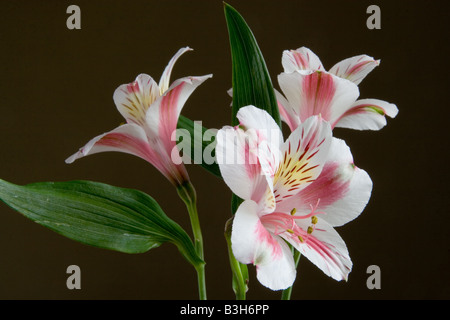 Drei Inka Lilie Blumen (Alstroemeria Sorte) im Querformat - dunklen Hintergrund und Seite beleuchtet. Stockfoto