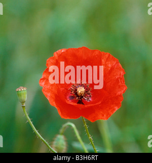 Mohn Papaver Rhoeas im Juni Stockfoto