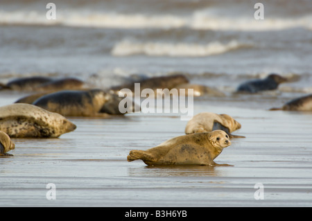 Kegelrobben Halichoerus Grypius am Strand Stockfoto