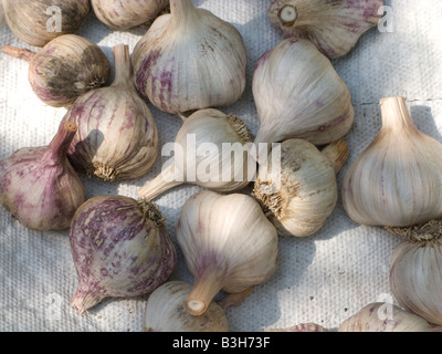 Knoblauch Zwiebeln trocknen in der Sonne Stockfoto