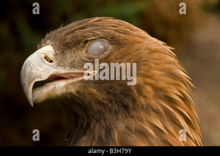 Steinadler (Aquila Chrysaetos) Porträt Captive - USA Stockfoto
