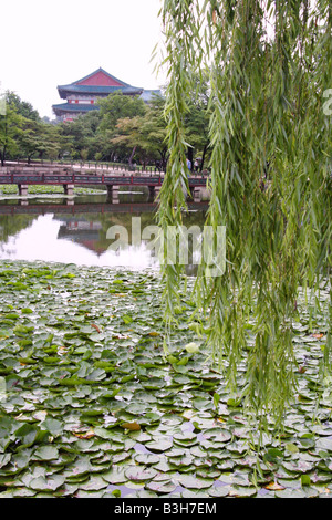 Trauerweide Baum über den Hyangwonji Teich voller Lotusblüten und Chuihyanggyo Brücke im Hintergrund Seoul, Korea. Stockfoto