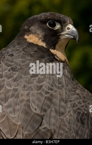 Wanderfalke (Falco Peregrinus) Porträt Captive - USA Stockfoto