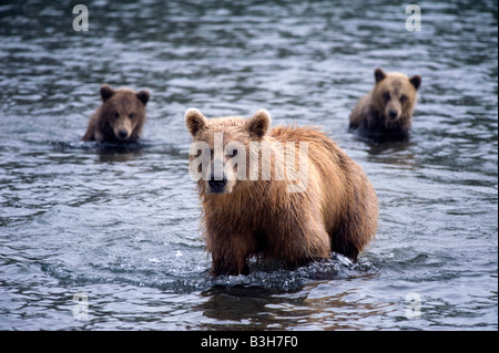 Braunbären in Yuzhno Kamchatsky nationalen Charakter behalten in Kamtschatka im Fernen Osten Russlands 2008 Stockfoto