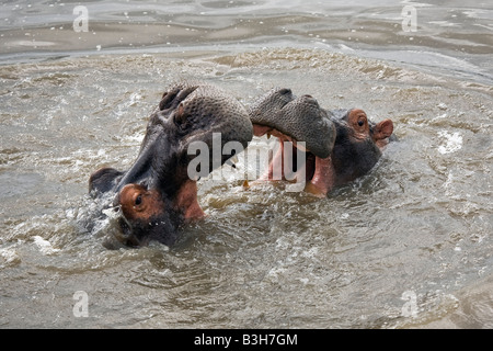 Duell der Flusspferde Stockfoto