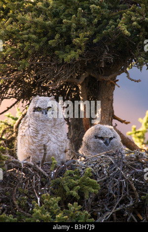 Große gehörnte Eule Nest Denali Nationalpark, Alaska Stockfoto