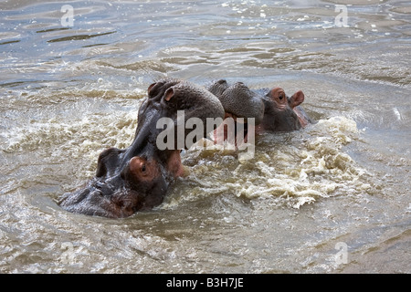 Duell der Flusspferde Stockfoto