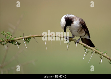 Südlichen weiß gekrönt Würger (Eurocephalus Anguitimens) Stockfoto