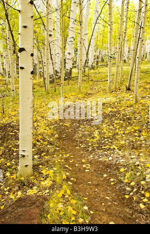 Aspen grove in autumn Utah Stockfoto