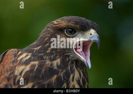 Harris Hawk (Parabuteo Unicinctus) unreif - Portrait - Calling - Captive - USA Stockfoto