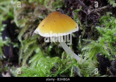 Gelbes Schild - Pluteus chrysophaeus Stockfoto