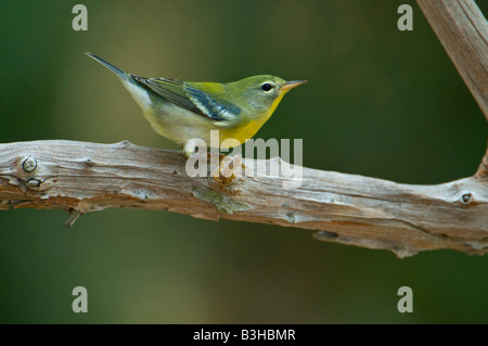 Bild von einem nördlichen Parula Warbler thront auf einem Bein Stockfoto