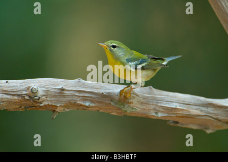 Bild von einem nördlichen Parula Warbler thront auf einem Bein Stockfoto