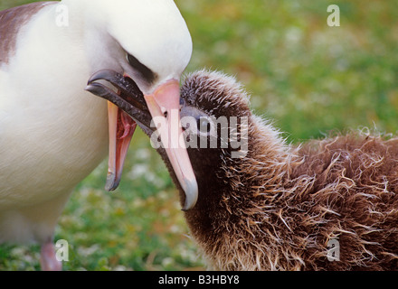 Laysan Albatros oder Gooney Bird Diomedea Immutabilis Wiederkäuen Essen Küken füttern kann Midway Atoll Pacific Stockfoto