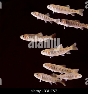 3 Monate alte Regenbogenforelle Oncorhynchus Mykiss Braten Stockfoto